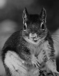 Close-up of squirrel