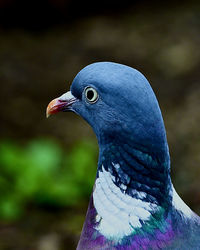 Close-up of bird