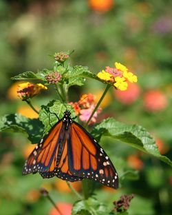 Close-up of butterfly pollinating on orange flower