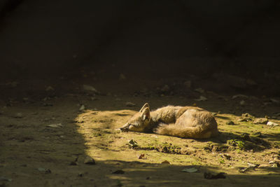 High angle view of an animal