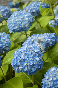 Close-up of hydrangea flowers