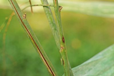 Close-up of insect on plant