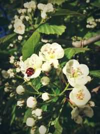 Close-up of white flowers