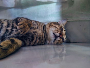 Cat sleeping