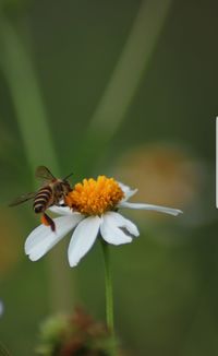 Close-up of insect on flower