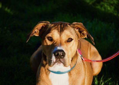 Close-up portrait of dog