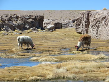 Llama grazing on landscape