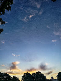 Low angle view of trees against blue sky