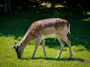 Side view of horse grazing on field