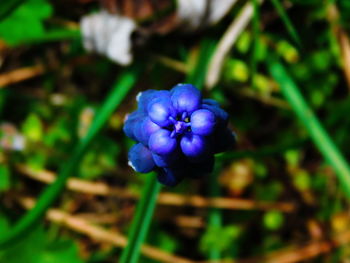 Close-up of purple flowers blooming outdoors