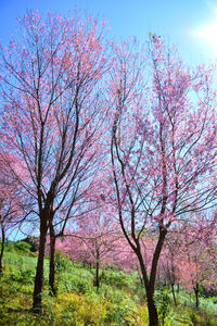 Cherry blossom trees on field against sky