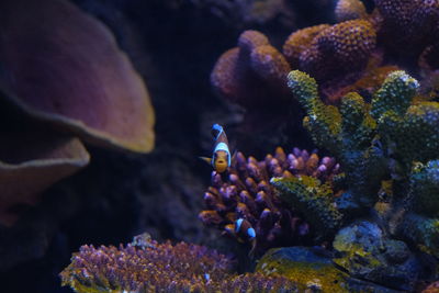 View of fish swimming in sea