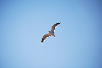 Low angle view of birds flying against blue sky
