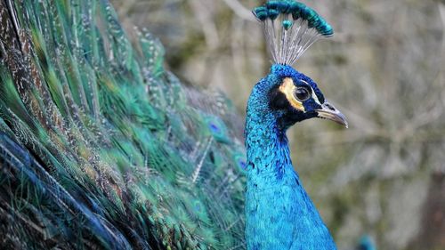 Close-up of peacock