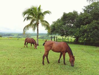 Horses grazing on field against sky