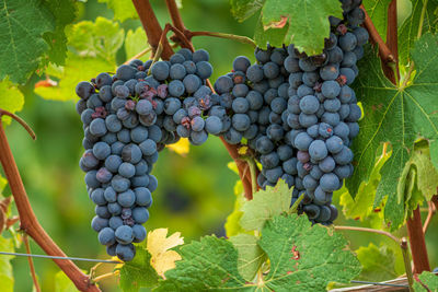 Beautiful bunch of black nebbiolo grapes with green leaves in the vineyards of barolo, langhe, italy