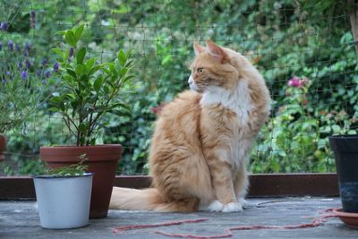 Side view of cat sitting by potted plants against netting