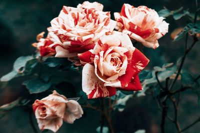 Close-up of rose roses