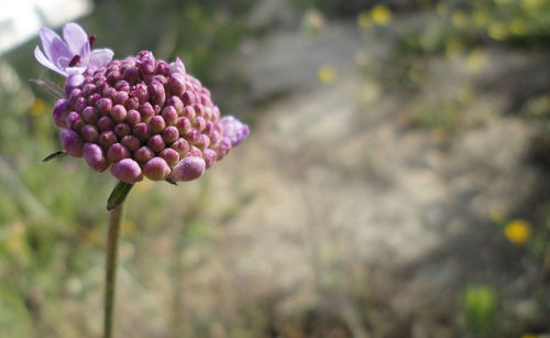 Close-up of grapes growing outdoors
