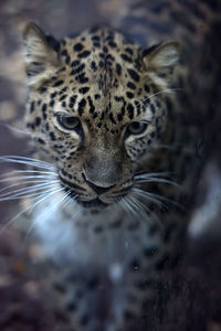 Close-up portrait of a cat