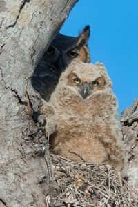 owl