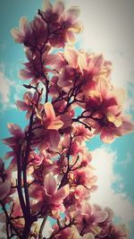 Low angle view of pink flowers blooming on tree