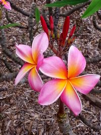 Close-up of pink frangipani on field