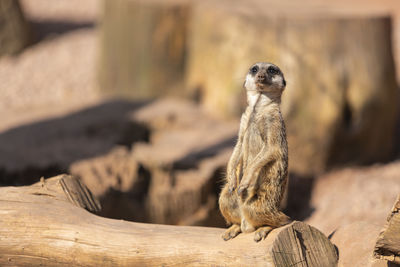 Close-up of meerkat