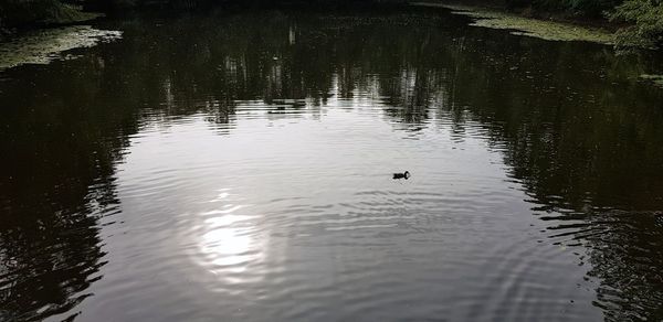 View of swans swimming in lake