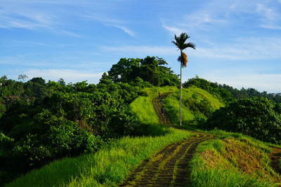 Scenic view of palm trees on field against sky