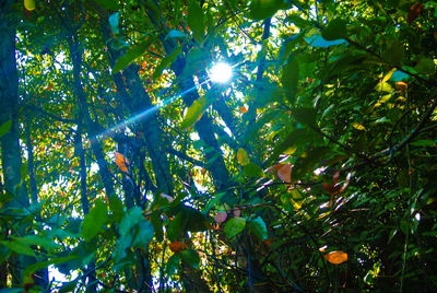 Sun shining through trees