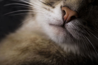 Close-up of a cat's nose. portrait of a beautiful gray cat on a dark background