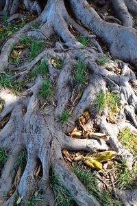 Close-up of log on tree trunk