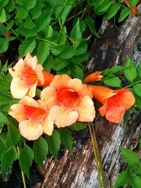 High angle view of orange flowering plant