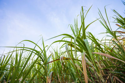 Low angle view of bamboo plants on field against sky