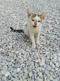 Portrait of cat sitting on pebbles