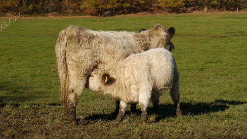 Drinking galloway calf at mother
