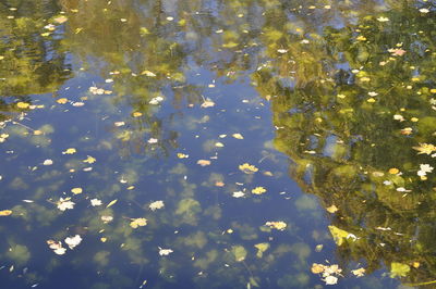 Reflection of trees in lake