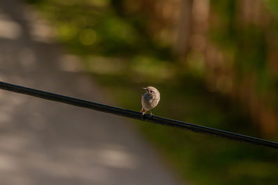 Close-up of bird perching on cable