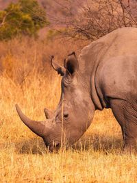 Rhinoceros standing on field