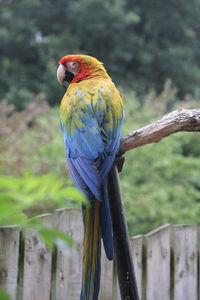 Close-up of parrot perching on wooden post