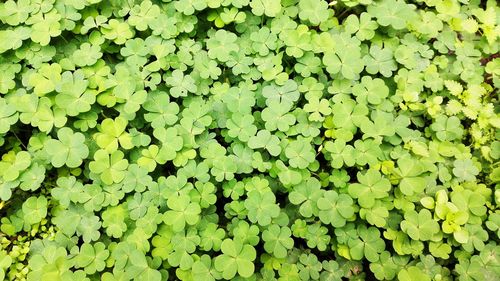 Full frame shot of green leaves