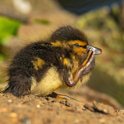 Close-up of an animal