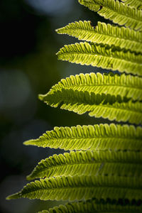 Close-up of leaves