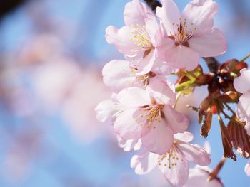 Close-up of cherry blossoms