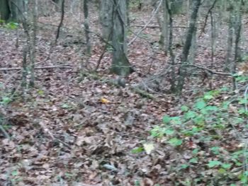 High angle view of trees growing in forest