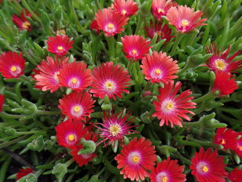 High angle view of red flowering plants