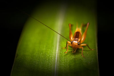 Close-up of insect on leaf