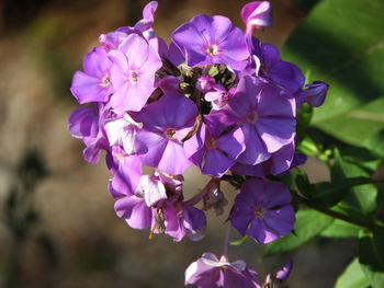 Close-up of purple flowering plant