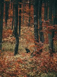 Trees in forest during autumn